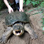 Common Snapping Turtle