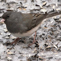 Dark-eyed junco