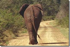 Kruger_Elephant_Stroller_Sabie