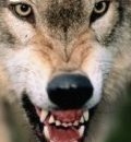 [Wolf_Snarling[3].jpg]