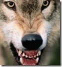 Wolf_Snarling