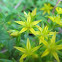 Stringy Stonecrop