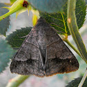 Small Mocis Moth