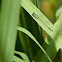Common blue damselfly