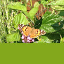 Painted Lady