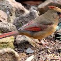 Northern cardinal, female