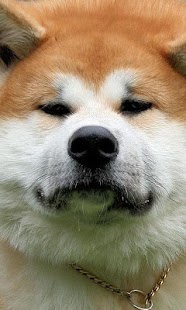 How to get AkitaInu Wallpapers 1.0 apk for android