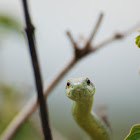Philothamnus