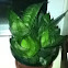 Snake plant
