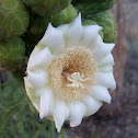 Saguaro