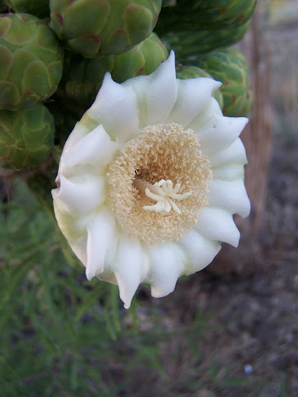 Spotting Image 1