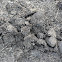 Square-Lipped Rhonoceros (Dung Midden)