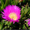 Uña de gato. Ice plant