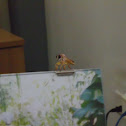 Fly