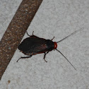Cockroach