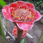 Torch Ginger