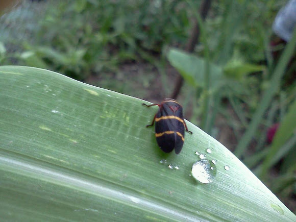 Spotting Image 1