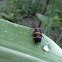 Spittle bug