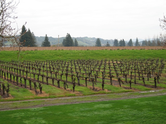 [Napa April 06 004[3].jpg]