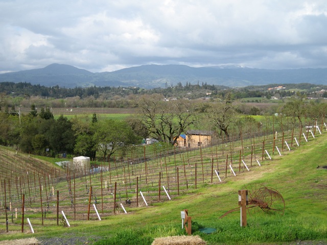 [Napa April 06 064[3].jpg]