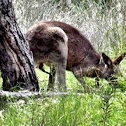 Male Eastern Grey Kangeroo