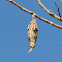 bagworm moth