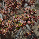 Unknown Plant