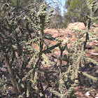 Cholla