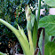 Elephant ear
