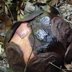 Rafflesia