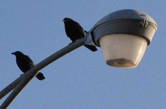 Spotting Image 1