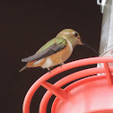 Broad-tailed Hummingbird