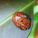 Variole Paropsine Beetle