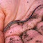 Skink