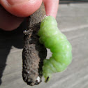 Caterpillar