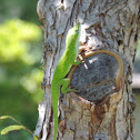 Carolina Anole