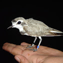 Snowy plover