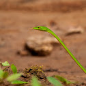 Common Vine Snake