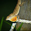 Brown Anole