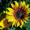 Bright Yellow Sunflowers
