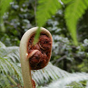 Fern