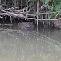 Eurasian beaver