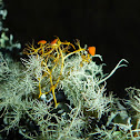 Telochistes and Usnea Lichens