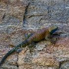 Granite Spiny Lizard