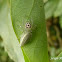 Two Striped Telamonia Spider