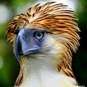 Philippine Eagle