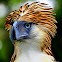 Philippine Eagle