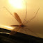 Crane fly