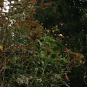 Rose bush(background)