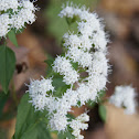 White Snakeroot